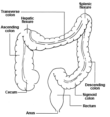 Diagram of a colon showing sigmoid, descending, transverse, and ascending colon, as well as the anus, rectums cecum and hepatic and splenic flextures